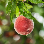 Peaches: Nature's Juicy Delights Bursting with Flavor and Nutrition