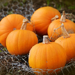 Unlocking the Nutritional Power of Pumpkin: A Comprehensive Guide