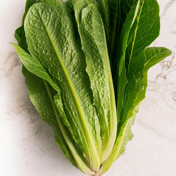 Lettuce: The Crisp, Crunchy Green Wonder of the Salad Bowl